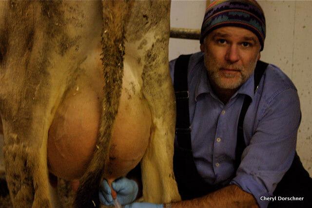 researcher and back side of cow!