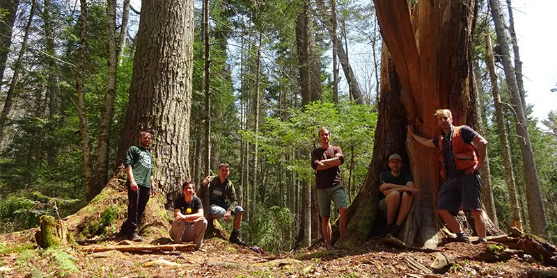 Researchers stand in northeastern old-growth forest
