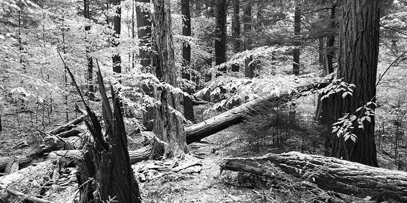 Old-growth forest