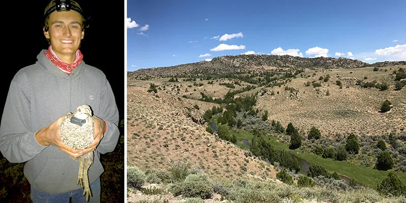 Kevin holds a radio-collared sage grouse and sagebrush landscape