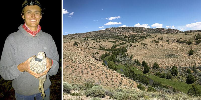Kevin holds a radio-collared sage grouse and sagebrush landscape