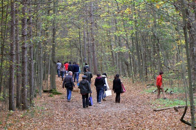 people searching forest path for mushrooms