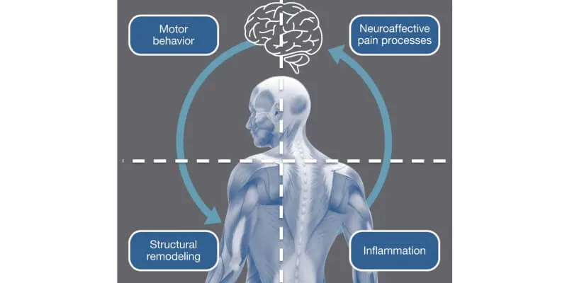Graphic image of a human body in gray tones with an outline of a brain above the head and arrows indicating a circle from the brain to the body to the brain, with four text boxes in each corner, text reading: "Motor behavior, Neuroaffective pain processes, Structural remodeling, Inflammation"