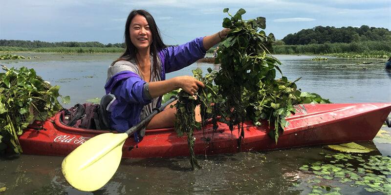 Lianne Parmalee in kayak pulling up water chestnut