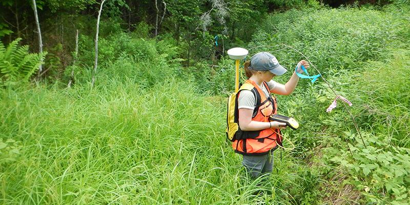 Intern working in a wetland area