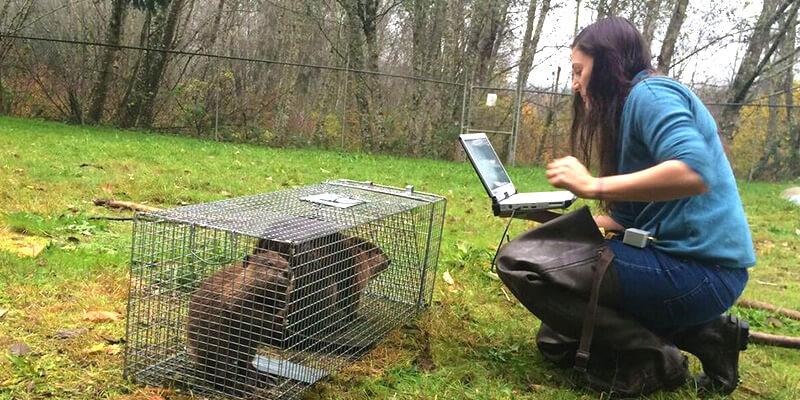 Molly Alves with two captured beavers.