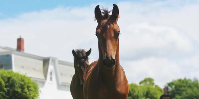 Morgan horse