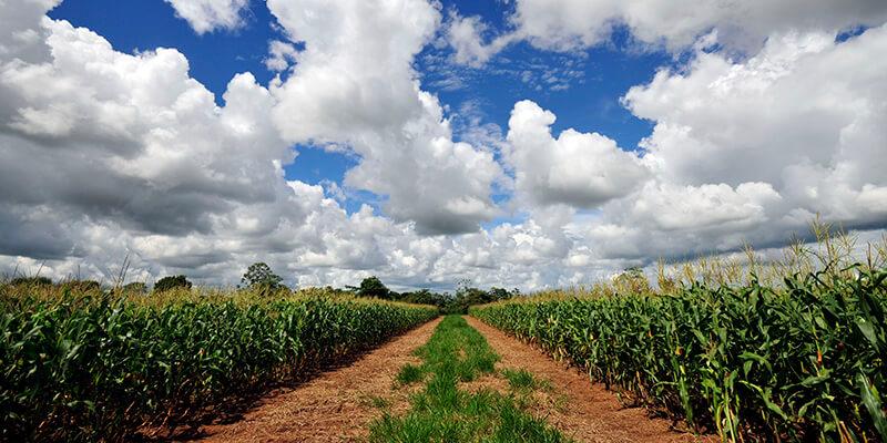 Corn field under bright blue sky with white clouds