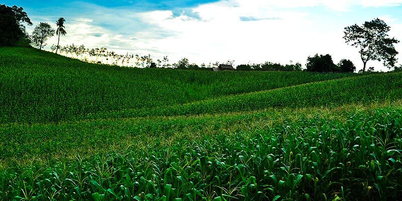 Corn field