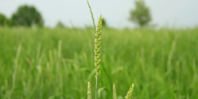 Green field of wheat in Vermont