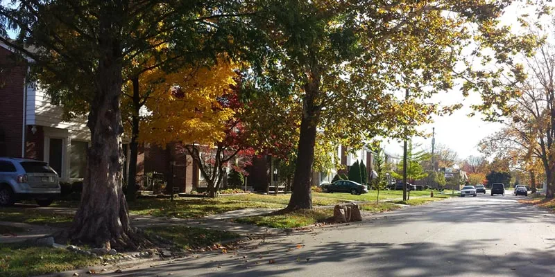 A tree lined street in Detroit, MI. 