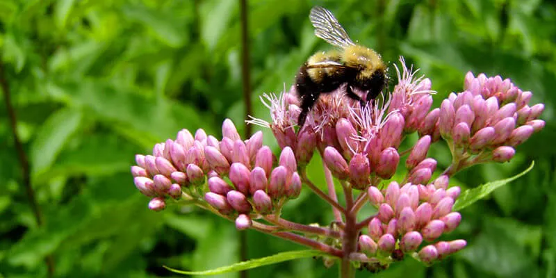 bumblebee