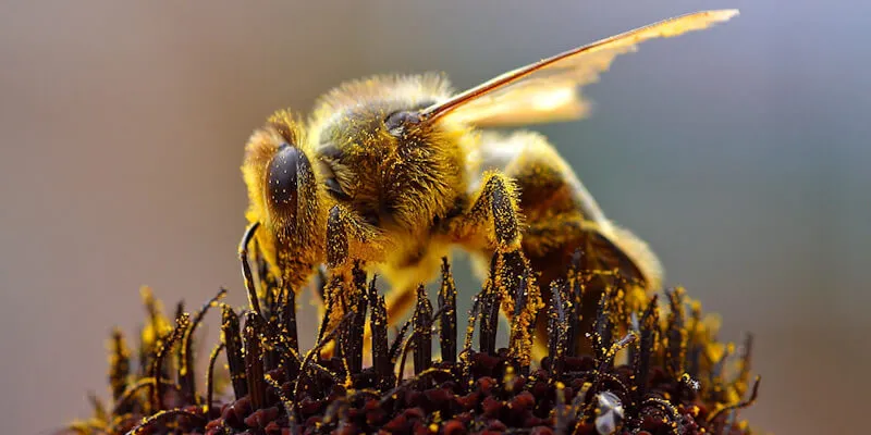 bee on flower