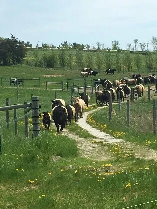 Belted Galloway cows coming onto fresh pasture on a Champlain Valley farm.