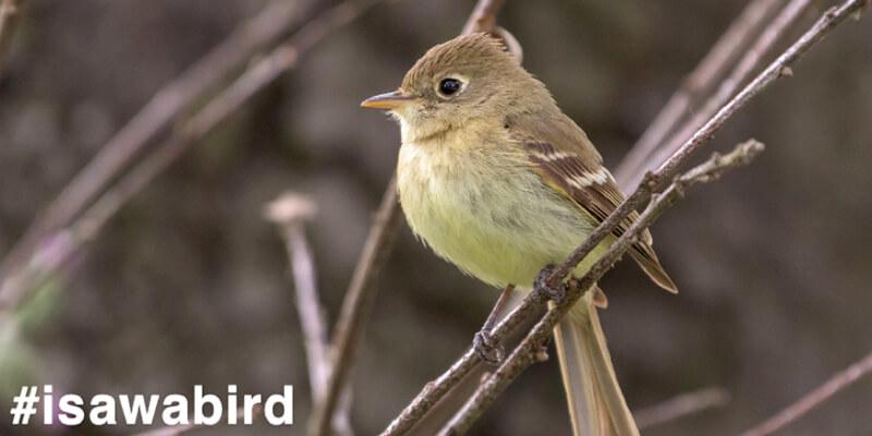 Small bird sits on a branch. Text reads, #isawabird