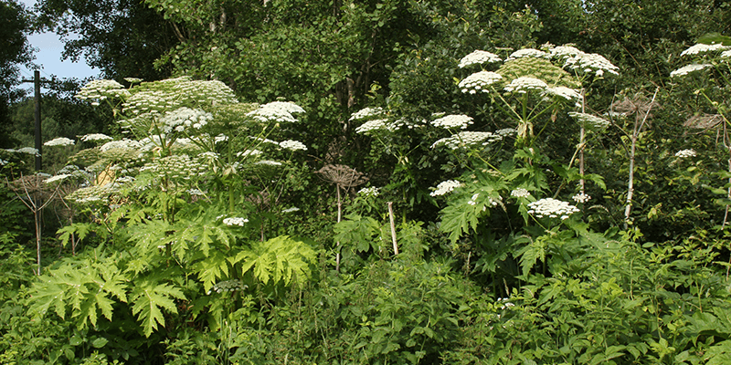 plants and forest