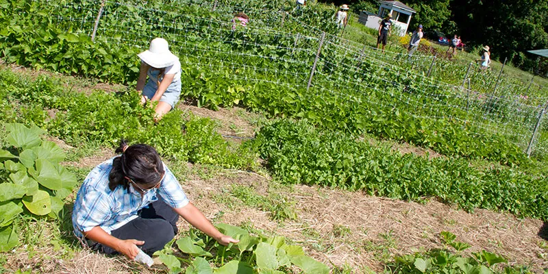 Catamount farm workers