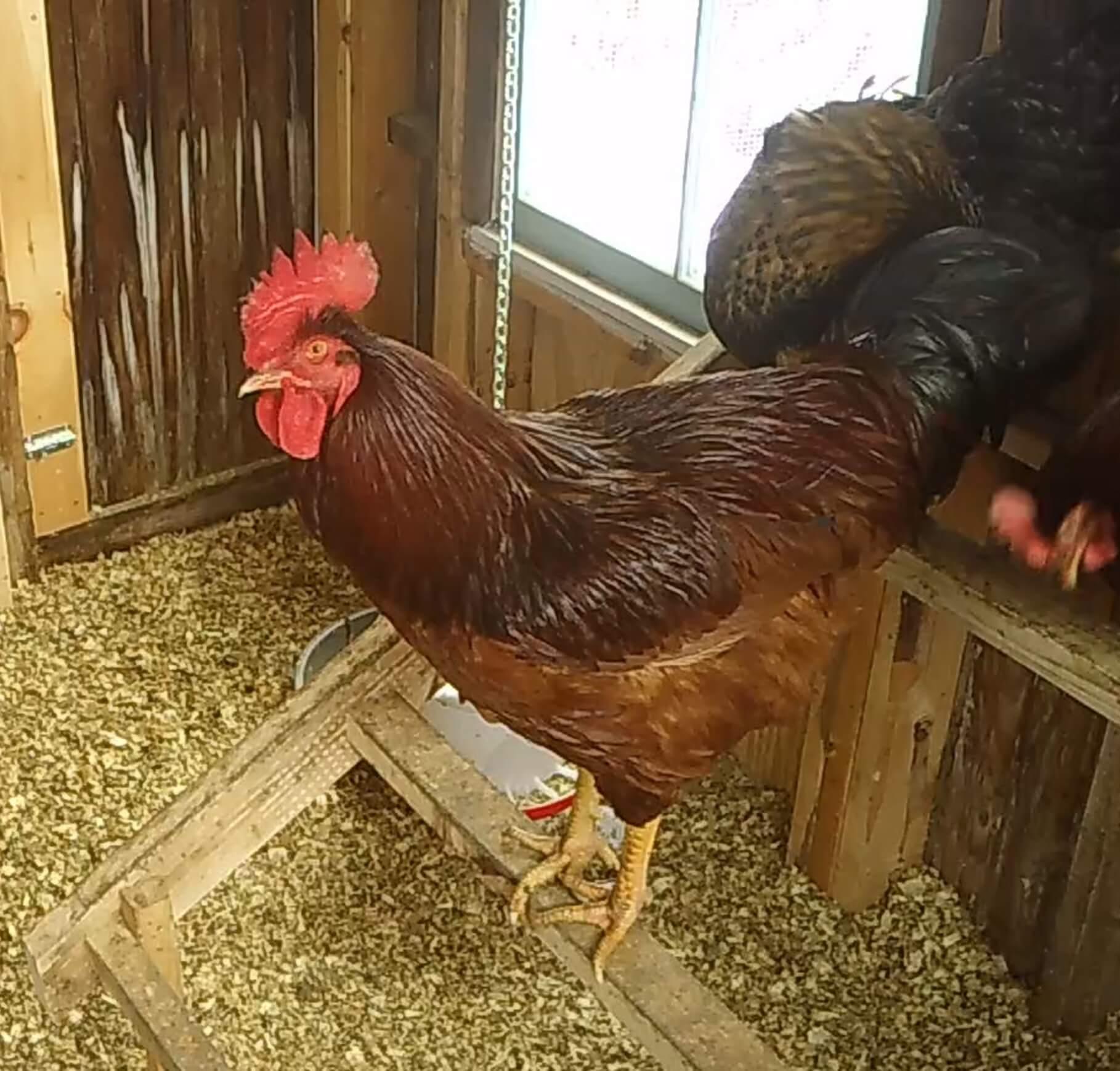 brown chicken in coop