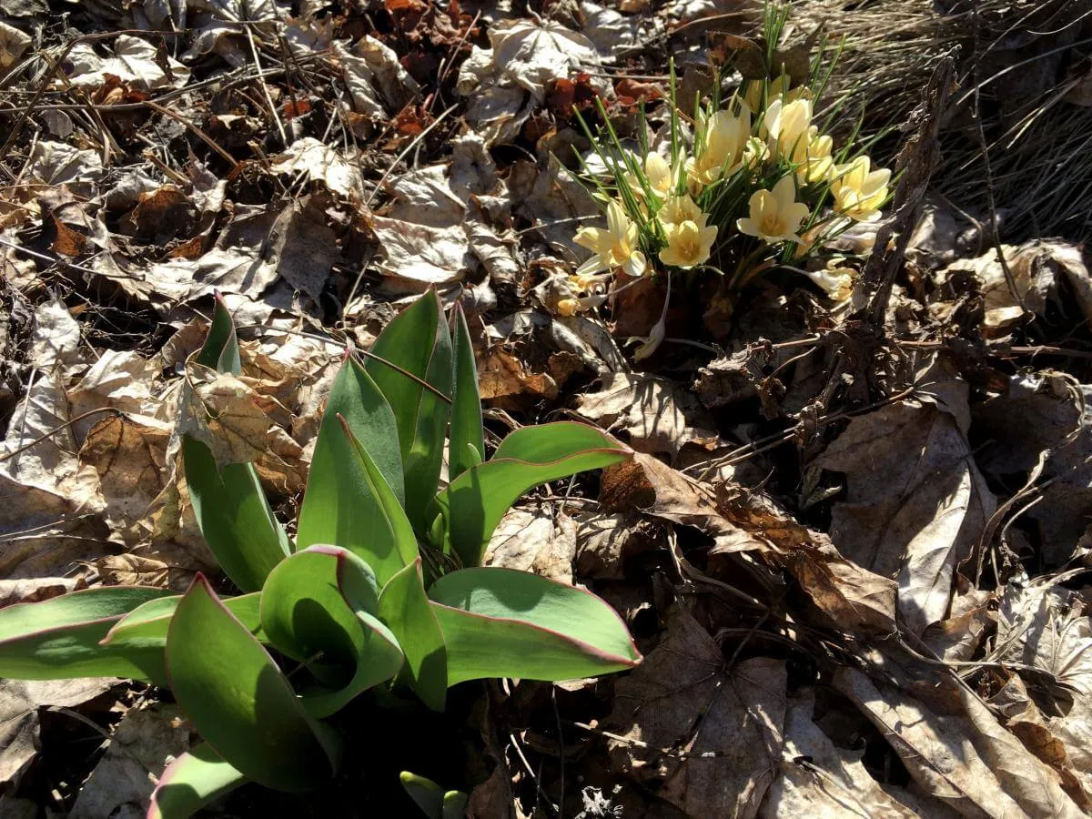 A flower starting to spring up from the soil