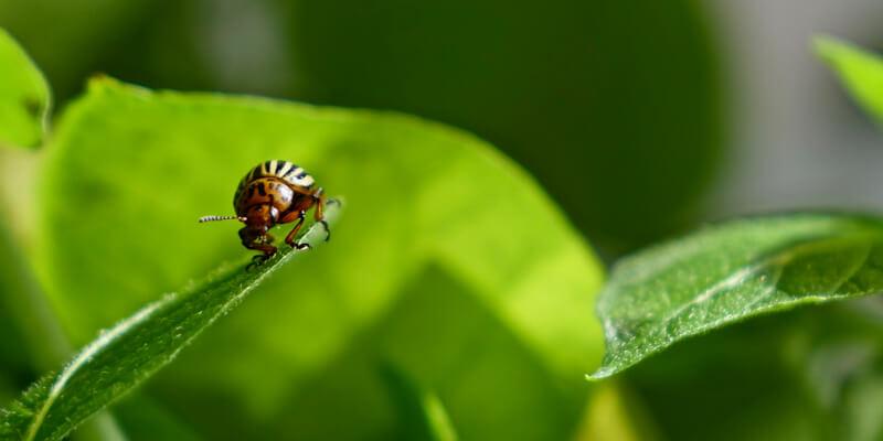 colorado potato beetle
