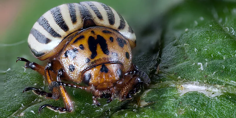 Macro shot of a colorado potato beetle, sitting on a leaf