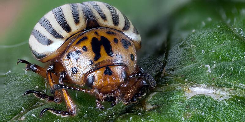 Macro shot of a colorado potato beetle, sitting on a leaf