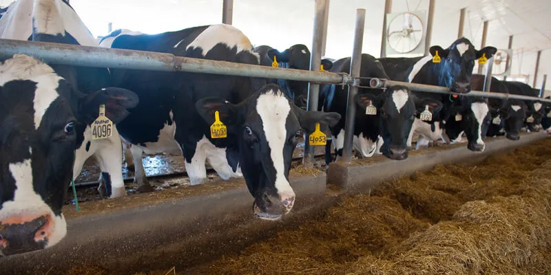 cows