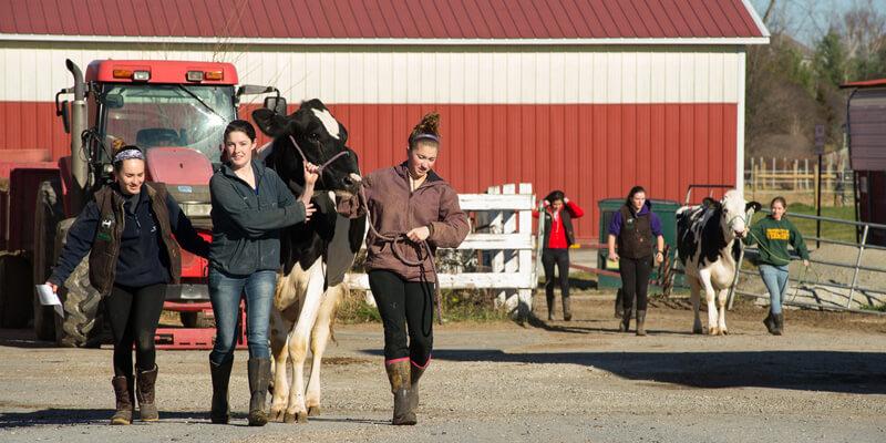 moving UVM cows to new barn