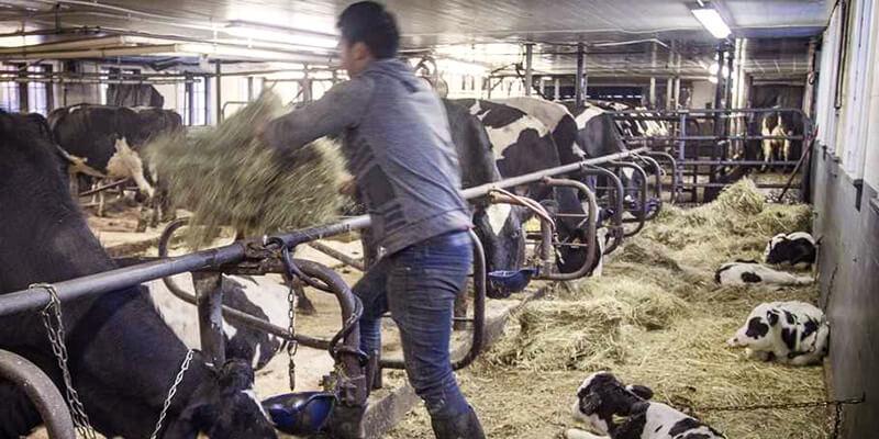 migrant worker feeding cows in a dairy barn