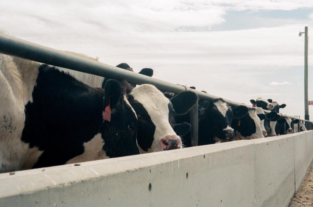 Cows lined up at a feeding trough 