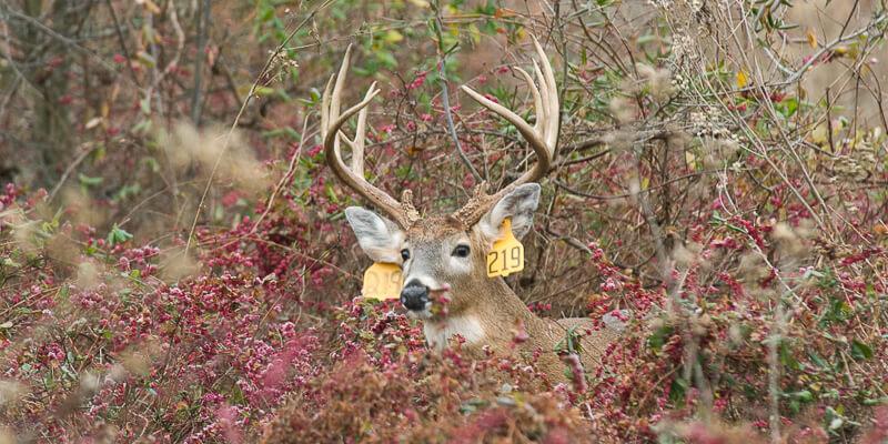 deer with ear tags