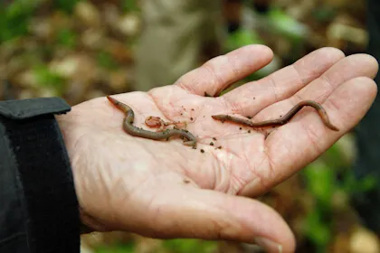 earthworm