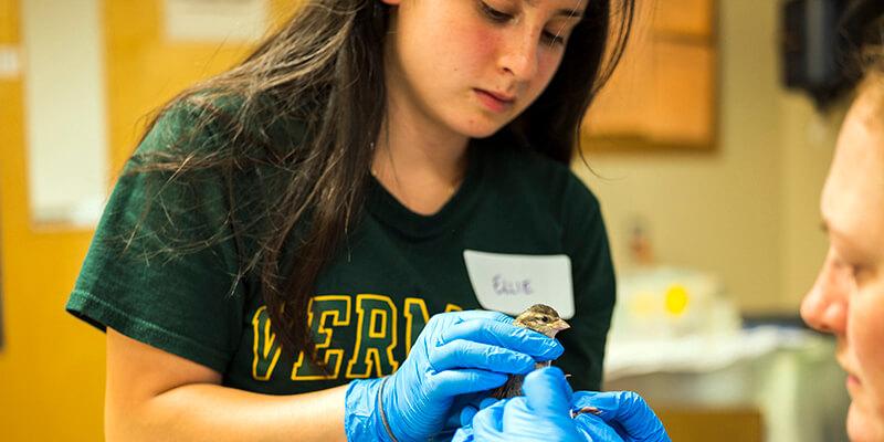Two women hold a baby bird and wrap its legs with tape