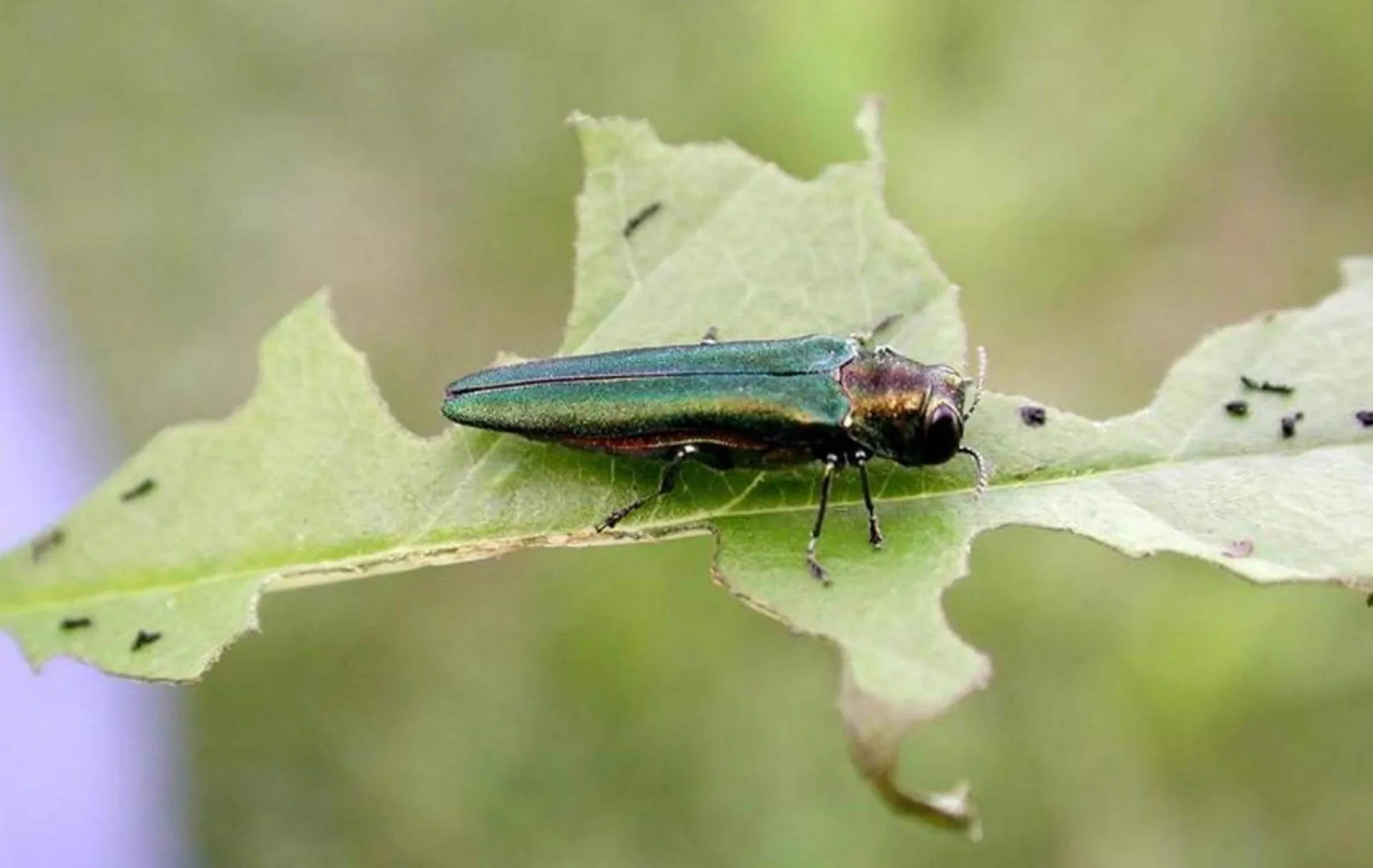 A green, long emerald ash borer bug sitting on a green leaf