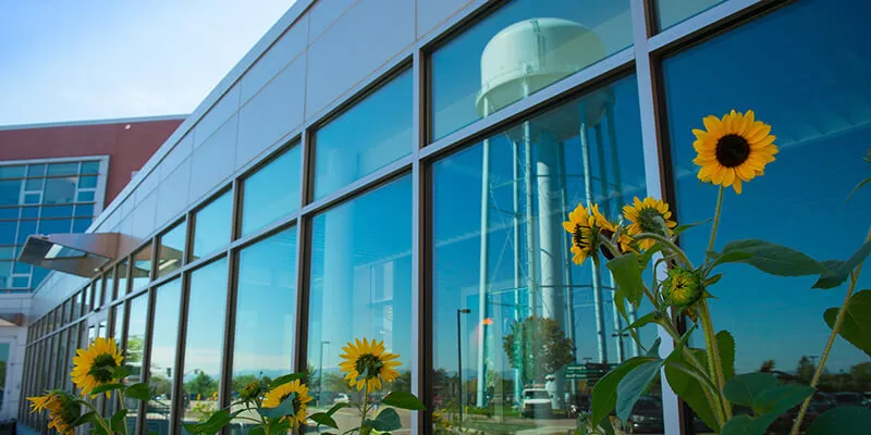 Sunflowers and a water tower reflected in windows