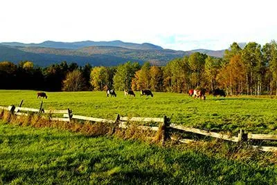 A cow grazing on a farm with a mountain behind it.