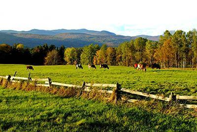 A cow grazing on a farm with a mountain behind it.