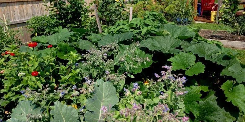 Flowers and vegetables in a summer garden.