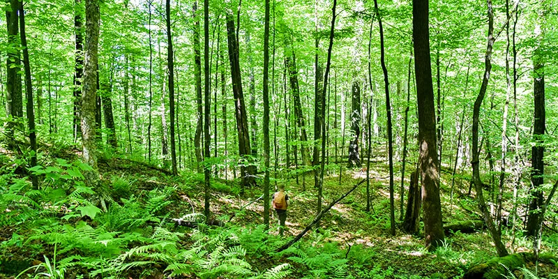 Professor Bill Keeton walks in leafy green Jericho Research Forest