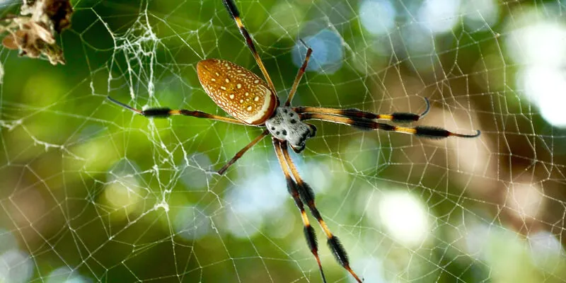 golden orb-weaver spider