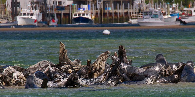 Gray Seals