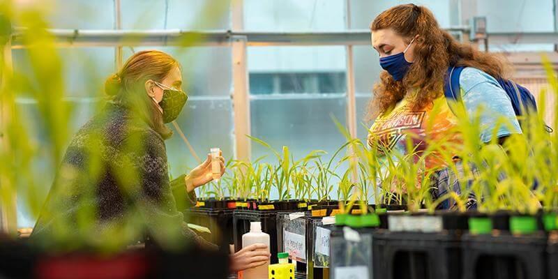 Two students work together in a green house while wearing masks.