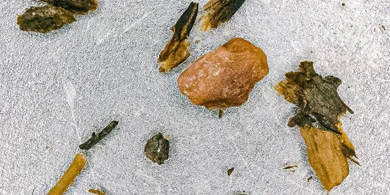 Bits of twigs and moss, seen under magnification