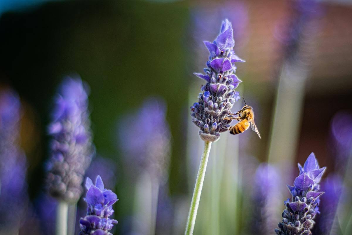 A yellow bumble bee pollinating a purple flower