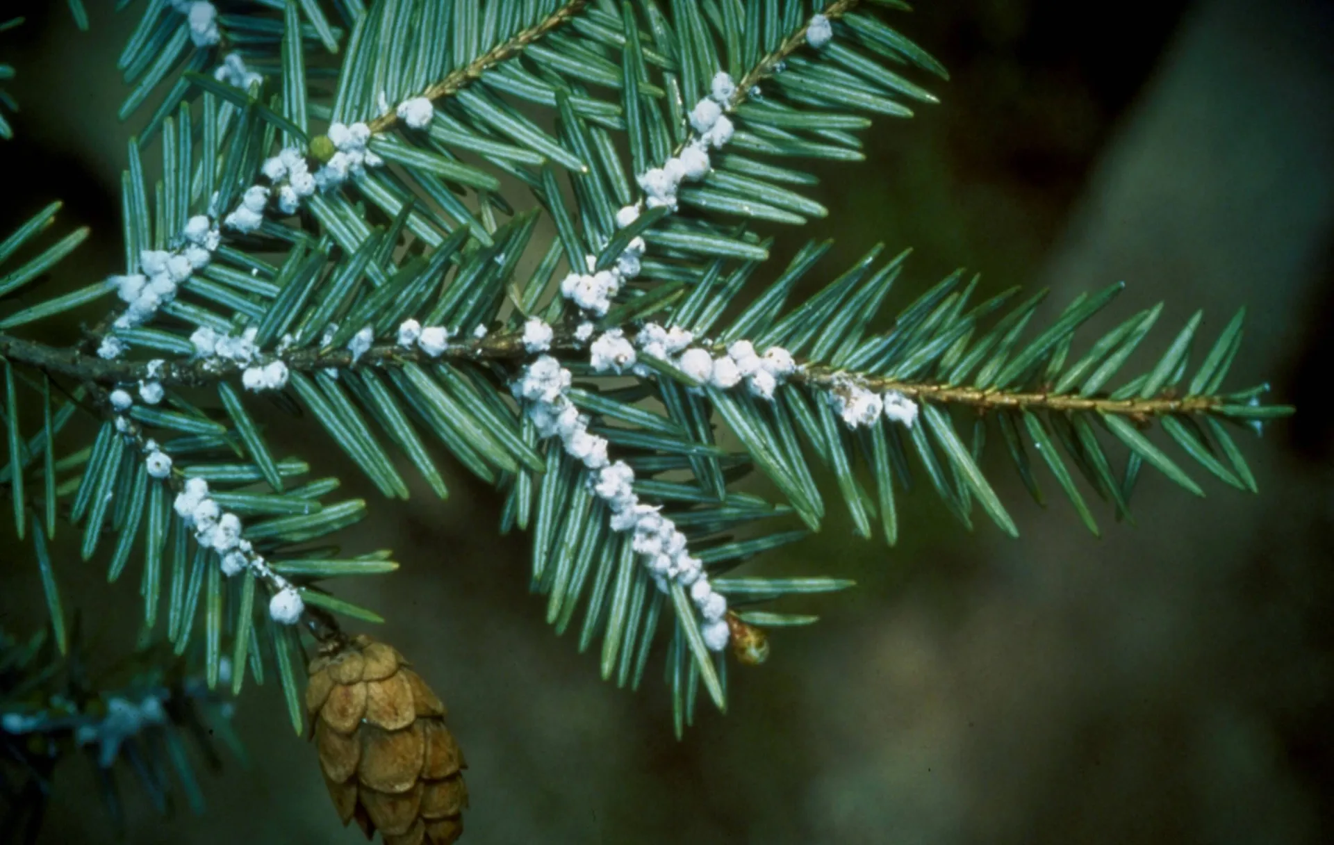 Small, white, cottony balls lined up along the twigs of the hemlock tree