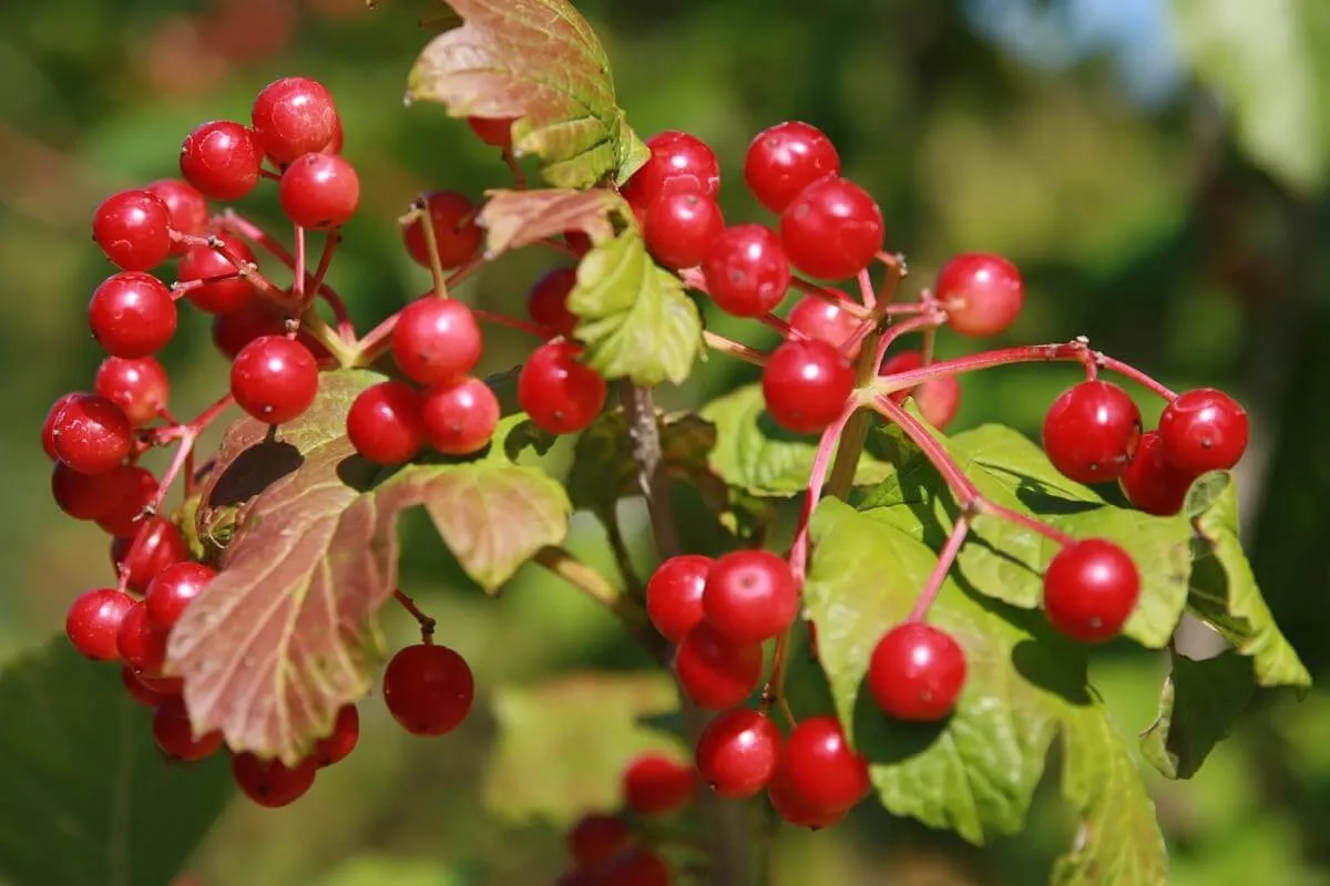 The American highbush cranberry plant with bright red berries and green leaves