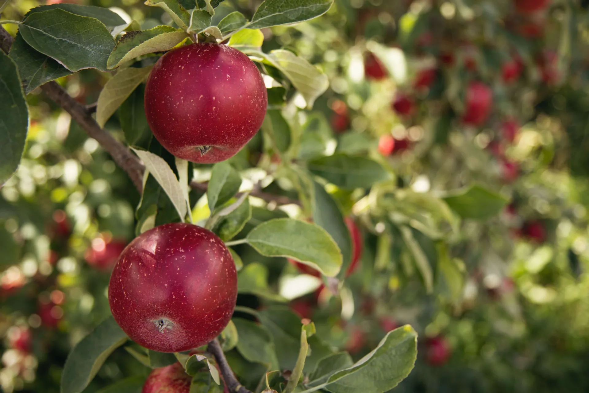Ripe apples hanging from apple tree branches.