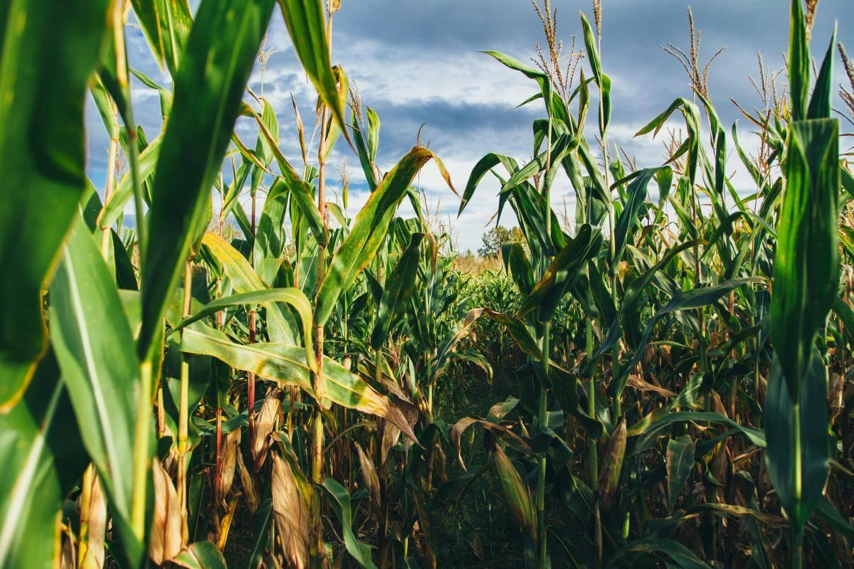 Corn field