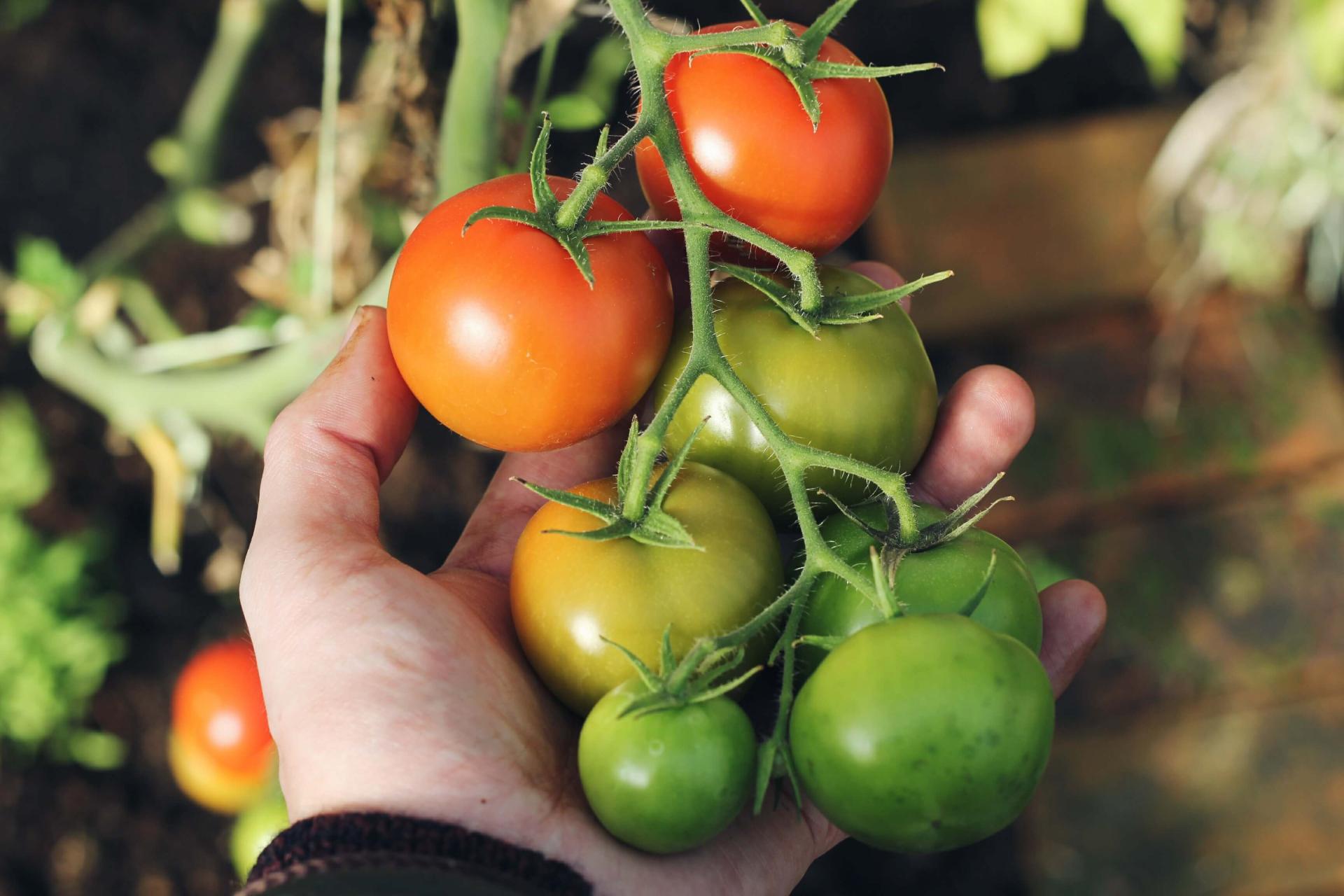 A person holding a group of tomatoes