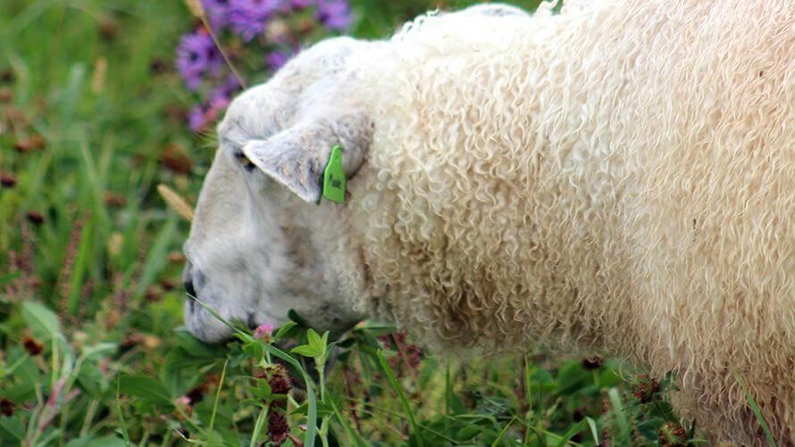image description: a close shot of a white woolly sheep grazing in grass and flowers